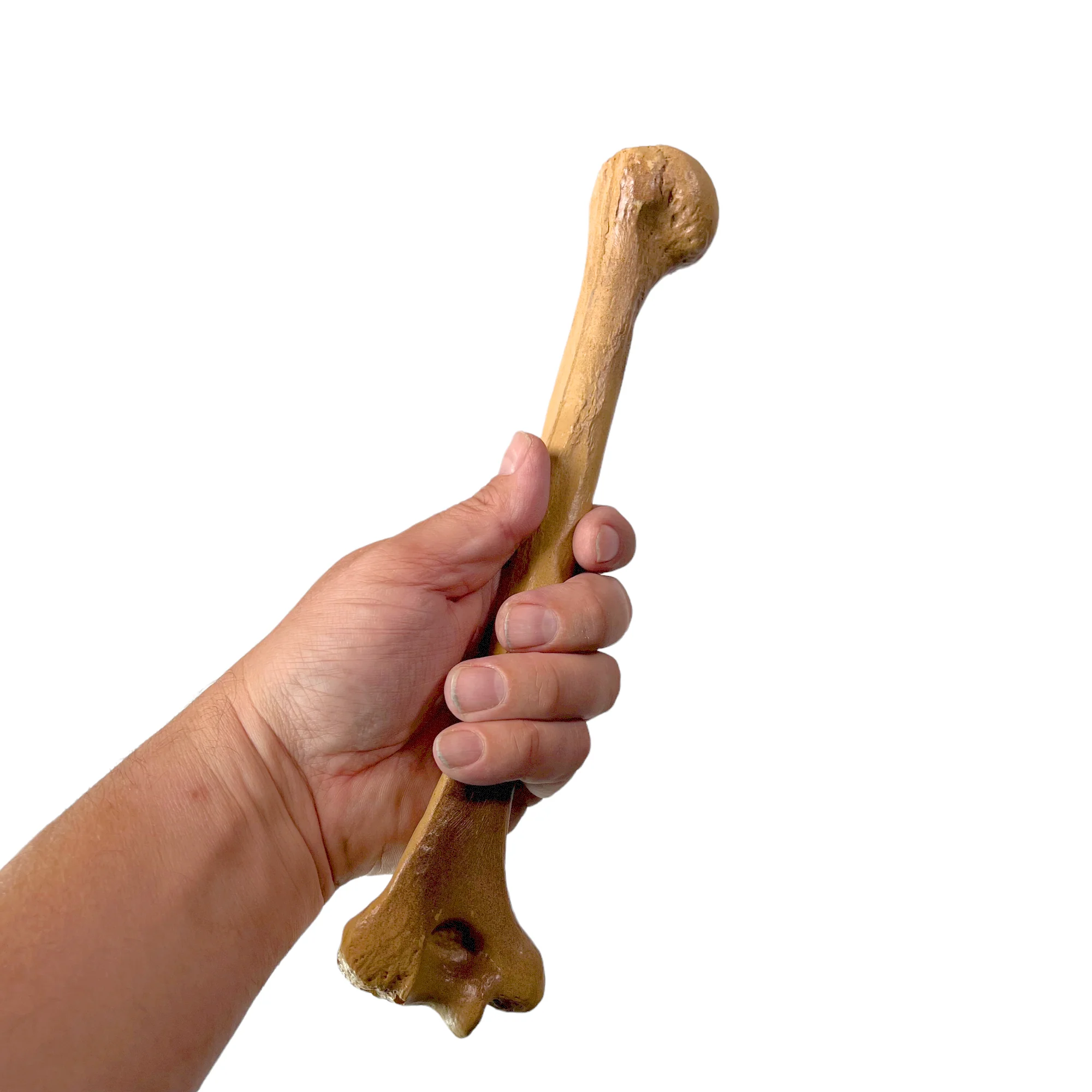 Realistic Lightweight Rigid Foam Humerus Prop - Image 2
